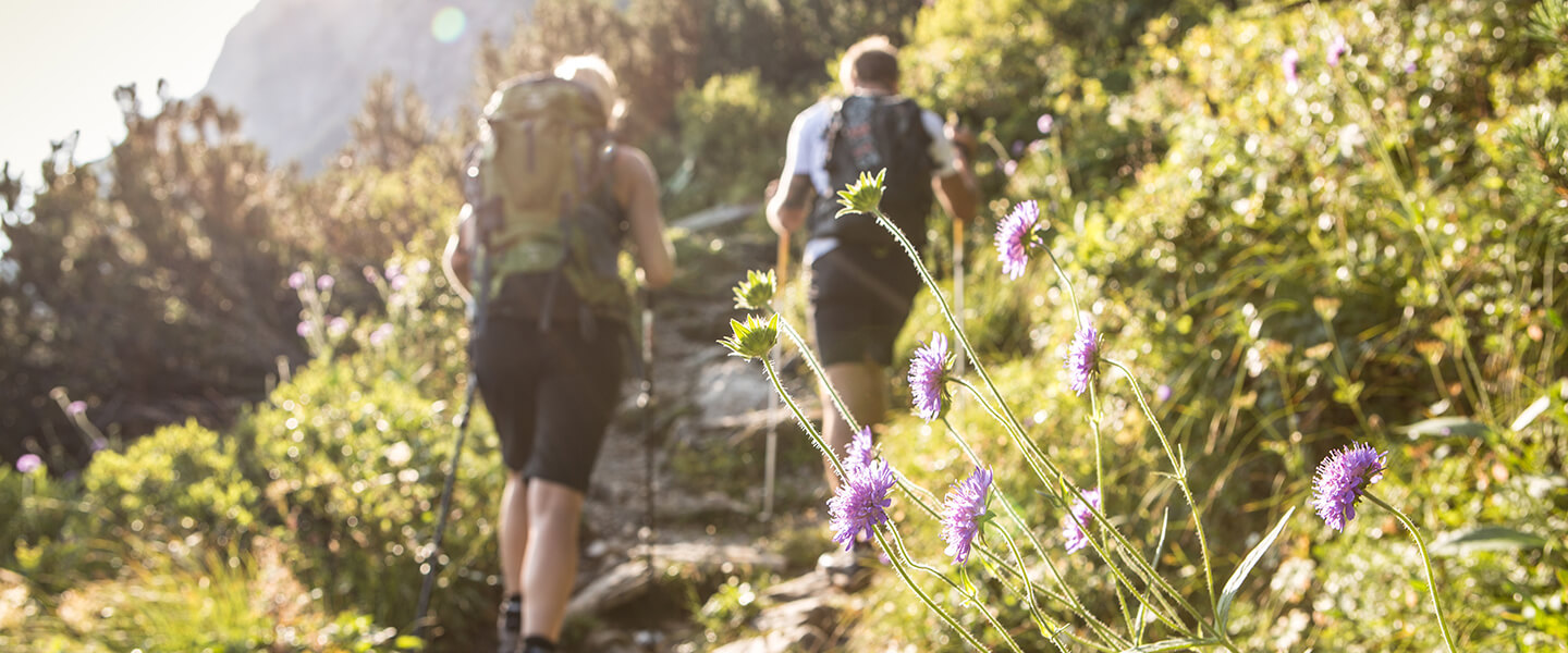 La flore en randonnée de montagne